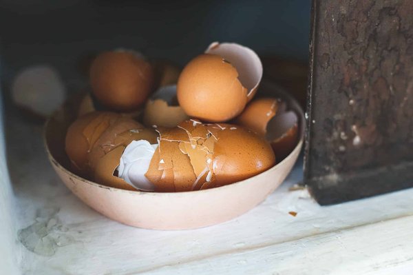 Utiliser des œufs dans votre compost : Un choix écologique !